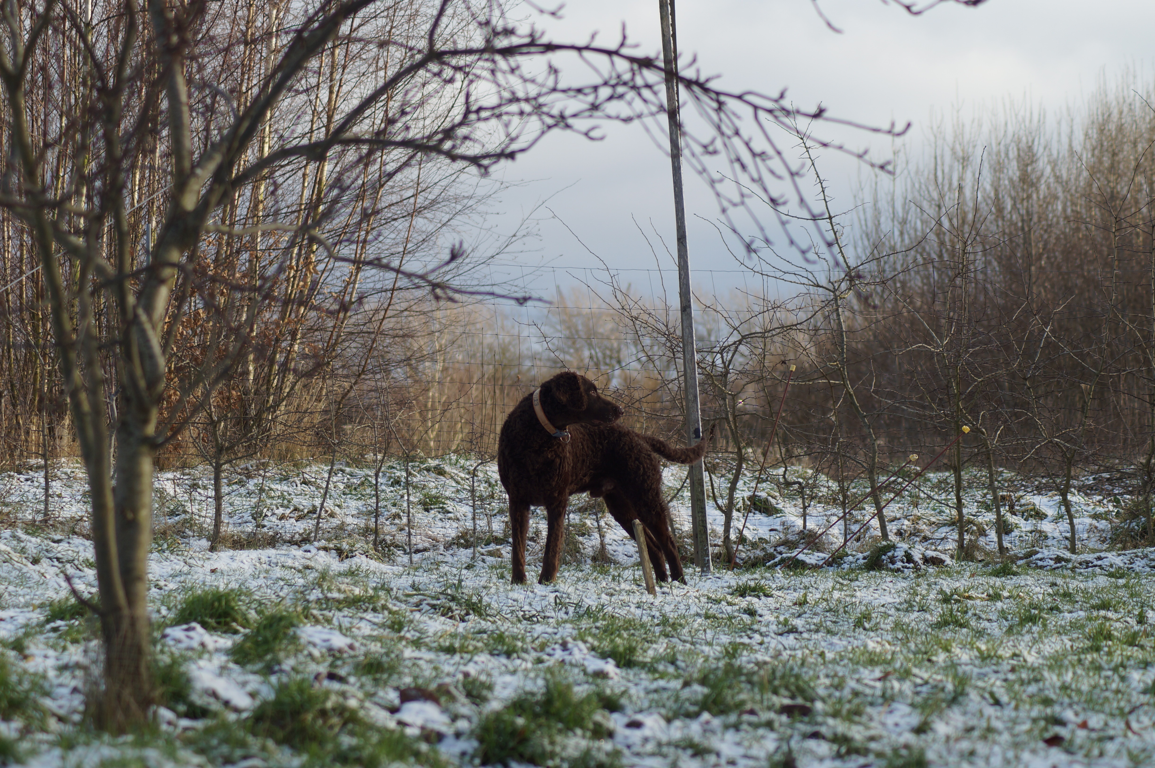 Hund udenfor