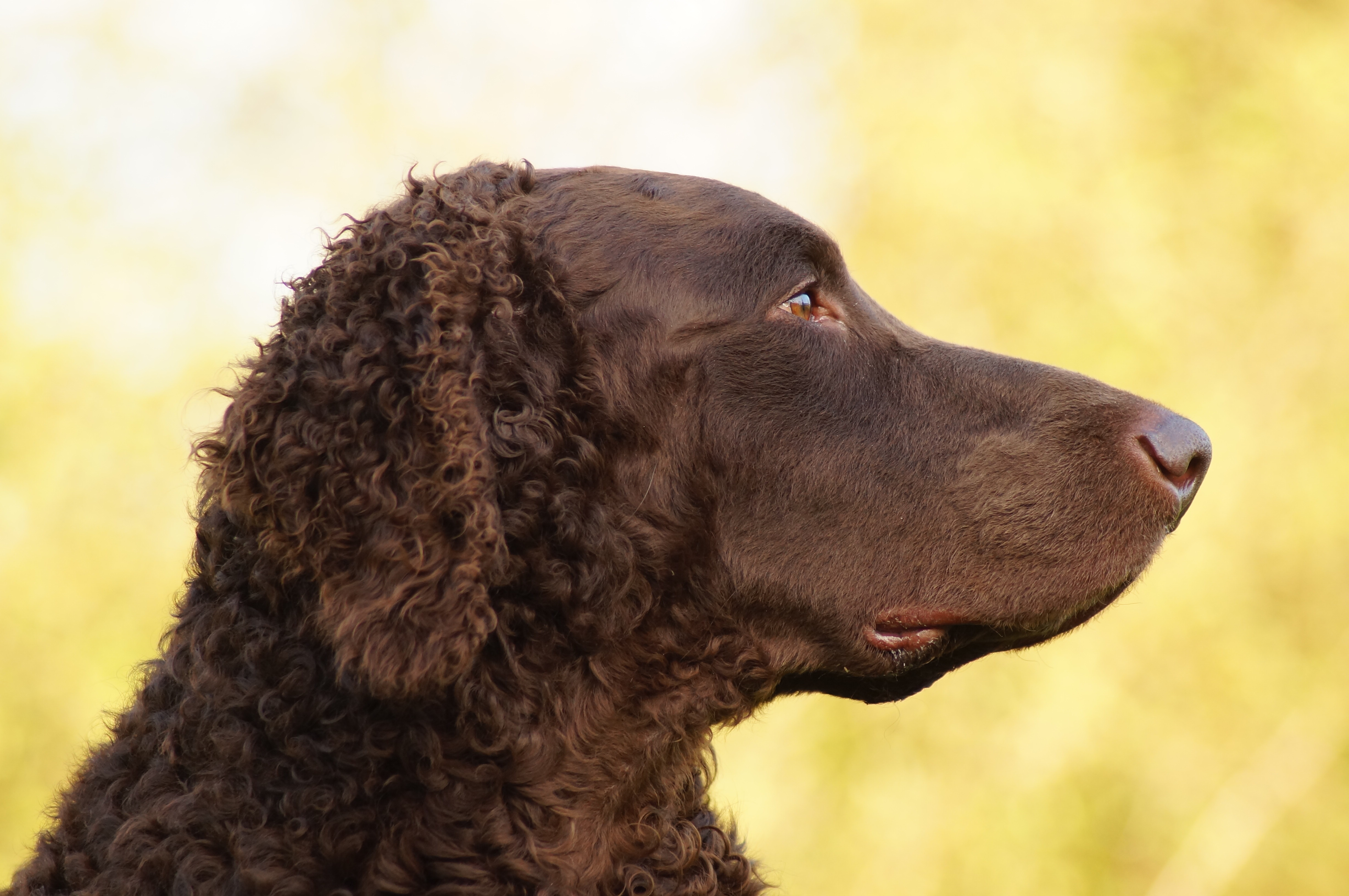 Hund