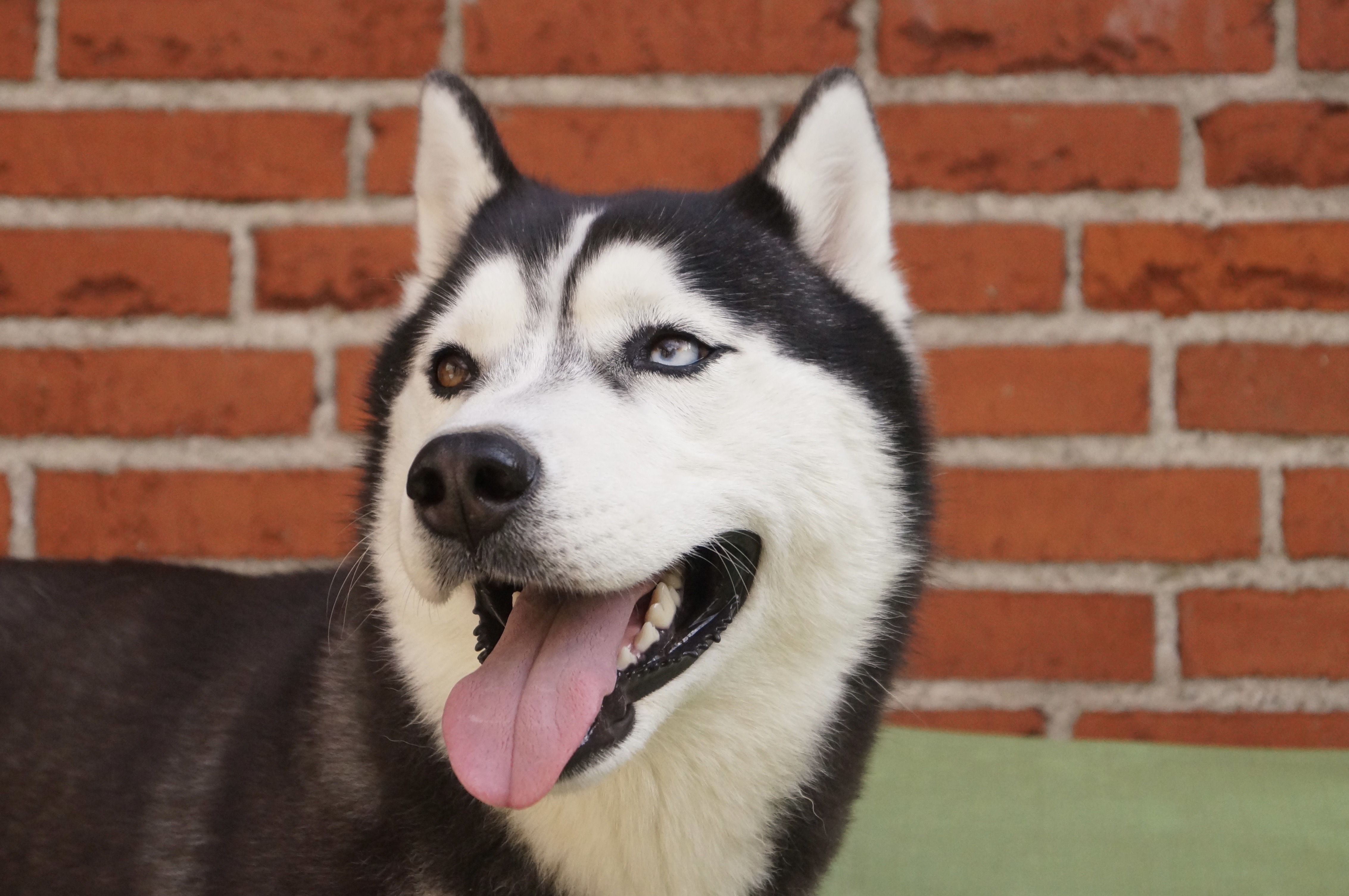 Husky